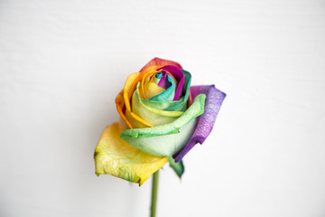 Kolorowa r&oacute;ża