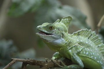 Obraz premium lizard