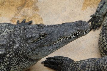 Fototapeta premium crododile