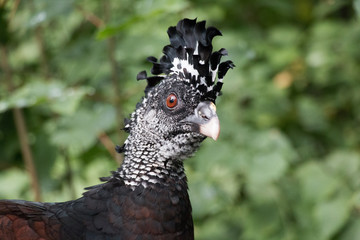 Bird closeup