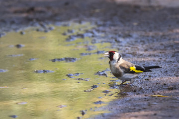 Stieglitz (Carduelis carduelis)