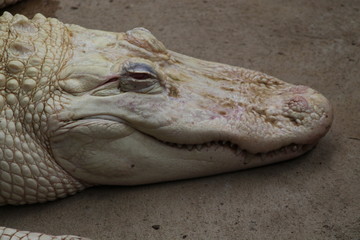 crododile