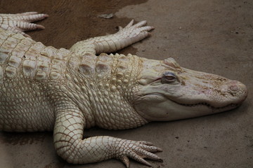 crododile