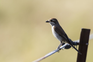 Neuntöter (Lanius collurio)