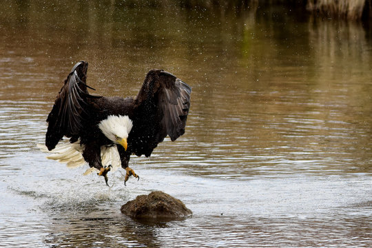 Bald Eagle Landing