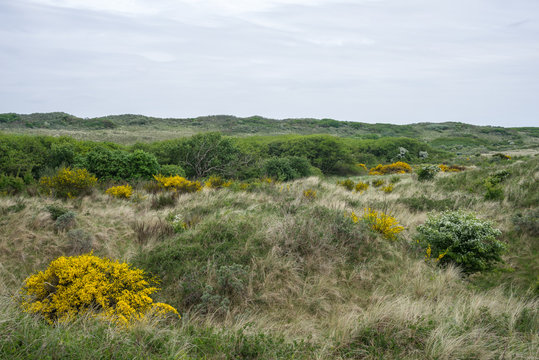 Juister D&uuml;nen