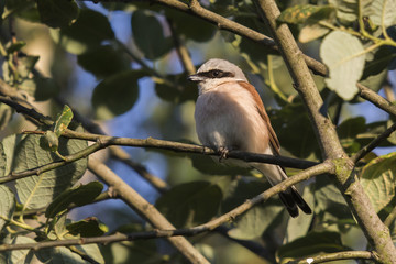 Neuntöter (Lanius collurio)