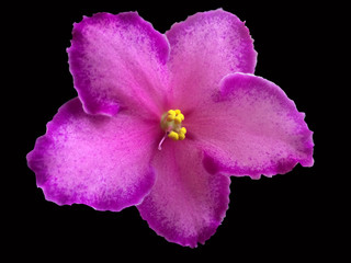 Obraz premium violet, flower, flowers, isolated, purple, white, background, nature, violets, plant, beautiful, blossom, blue, macro, beauty, petal, floral, closeup, viola, spring, natural, flora, bloom, bunch, colo