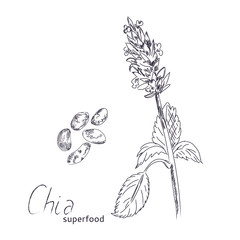 Chia plant and seeds hand drawn sketch. Blooming chia isolated on white background.