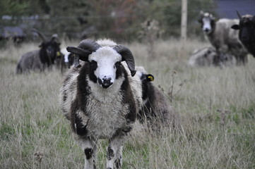 Black and white ram