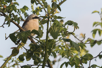 Neuntöter (Lanius collurio)