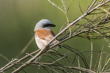 Neuntöter (Lanius collurio)