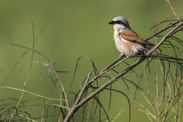Neuntöter (Lanius collurio)