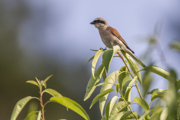 Neuntöter (Lanius collurio)