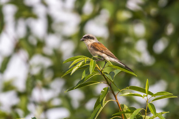 Neuntöter (Lanius collurio)