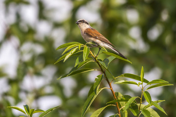 Neuntöter (Lanius collurio)
