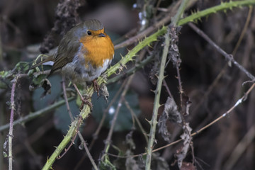 Rotkehlchen (Erithacus rubicula)