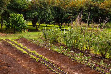 Sustainable Tropical Farm