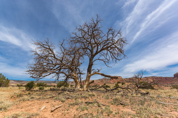 Old Tree under Clear Sky in New Mexico