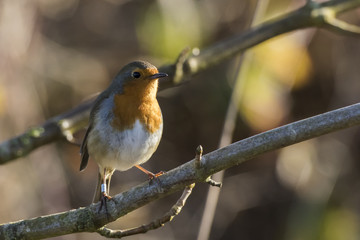 Rotkehlchen (Erithacus rubicula)