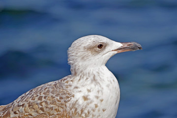 portrait of sea gull