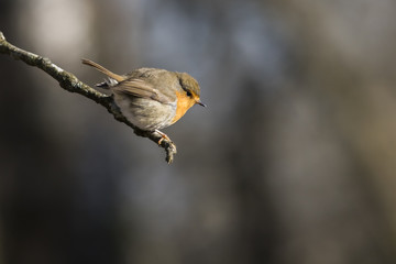 Rotkehlchen (Erithacus rubicula)