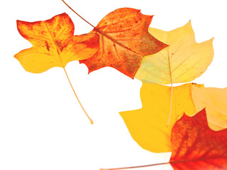 autumn leaves on white background