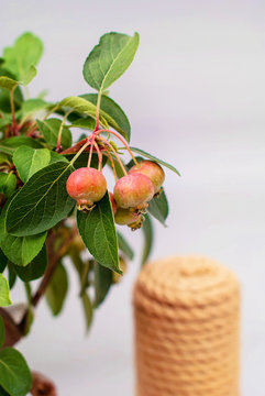 Bonsai apple dwarf with young fruits on a light gray background