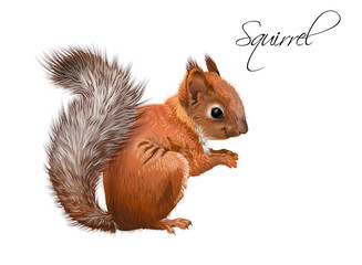 Squirrel realistic illustration - 176549328