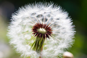 Dandelion Seeds Close up