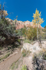 Views along a New Mexico Creek #8