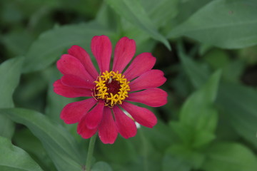 Obraz premium Red Zinnia Flower