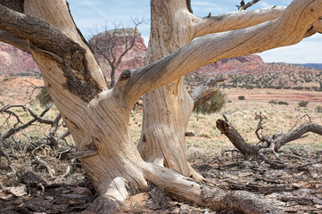 Old Tree below the Mesas