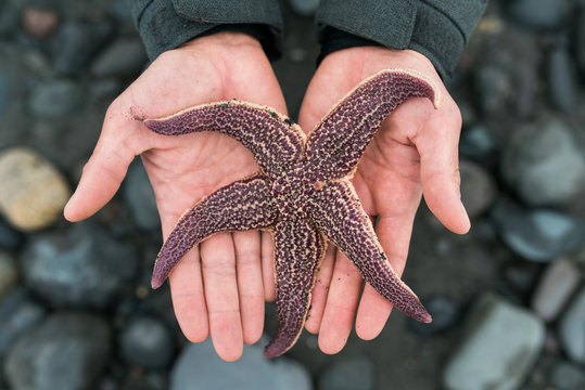anonymous person holding a purple starfish