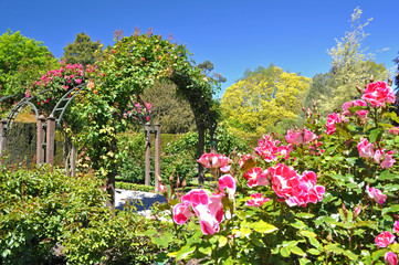 Rose arches at Christchurch Botanical Gardens