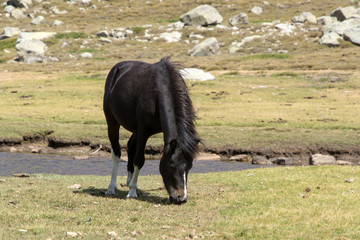 wild horse on the mountain pasture in Corsica