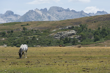 Fototapeta na wymiar wild horse on the mountain pasture in Corsica