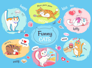 Funny Cats Poster with Images of Everyday Life