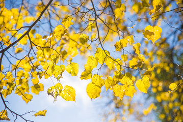 yellow autumn leaves on sky background