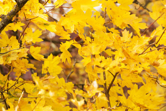 Golden maple leaves, autumn 