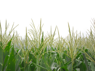 Corn field agriculture