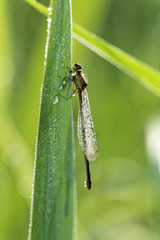 agrion