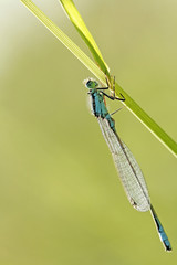 agrion