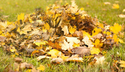 fallen leaves in the heap are very many