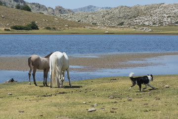 dog running around white mare with foal on the pasture, Corsica