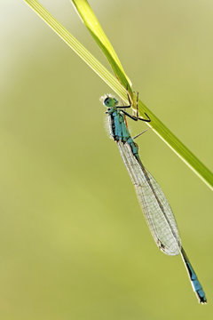 agrion