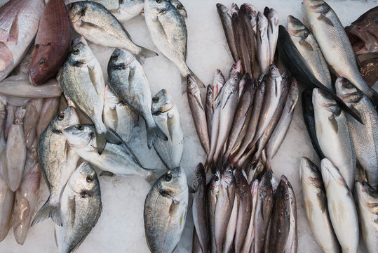 Fresh Fish