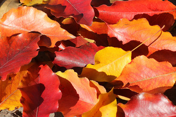 colored autumn foliage