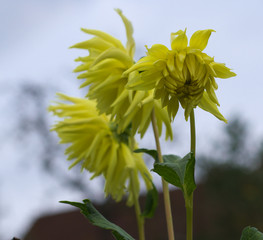 yellow dahlia