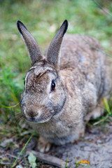 Mountain Cottontail Rabbit in Alberta, Canada